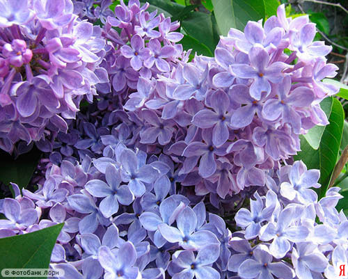 lilac_001.jpg